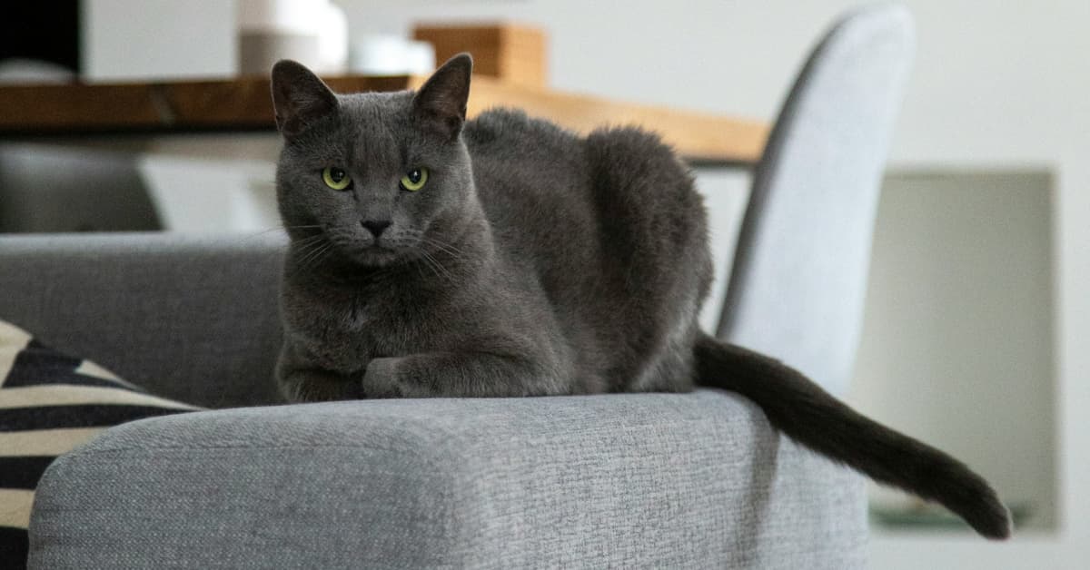 Quels sont les meilleurs répulsifs à chat pour canapé ?