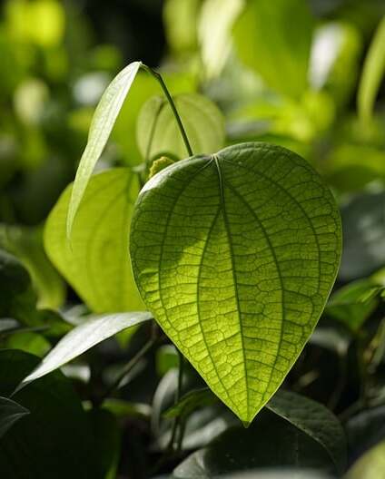 The environment at the heart of our concerns: